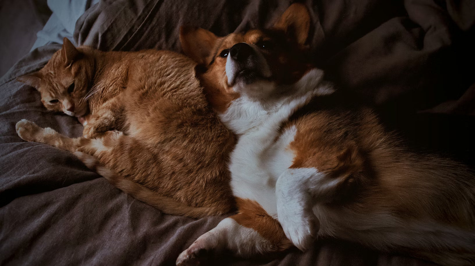 Cat and dog lying next to each other on a bed